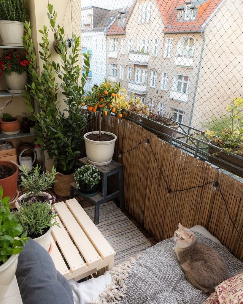 Small urban balcony garden with tiered plant stand, orange citrus tree, ferns and bamboo privacy screen