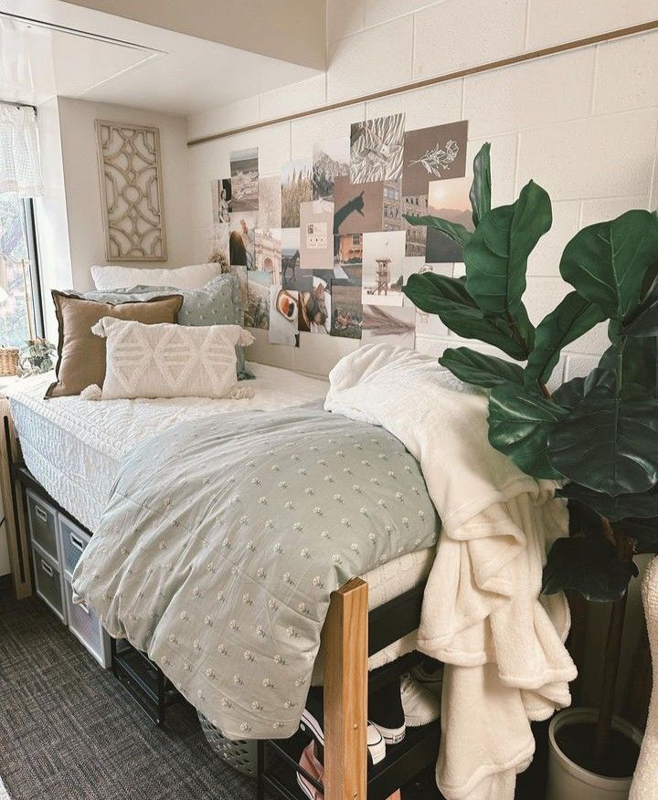Dorm room with a photo collage wall and a tall faux fiddle leaf fig plant